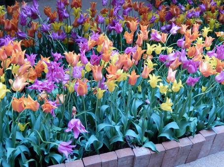 チューリップ チューリップ 春,花,花畑の写真素材