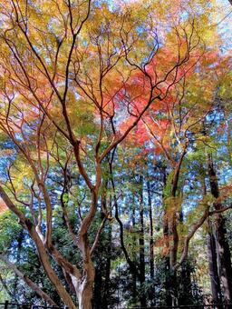 紅葉　清水公園　千葉県野田市 清水公園,千葉県野田市,紅葉の写真素材