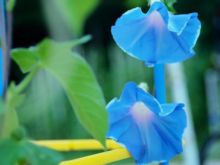 朝顔の観察 朝顔の観察 朝顔,花,夏休みの写真素材
