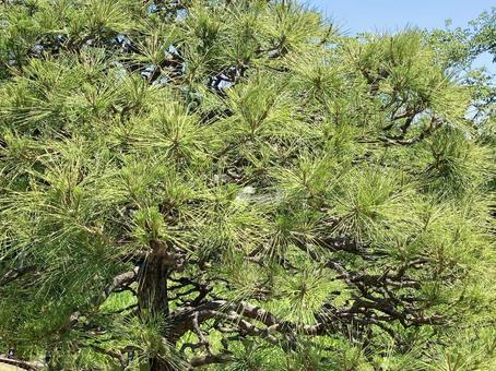 クロマツ クロマツ,黒松,松の写真素材