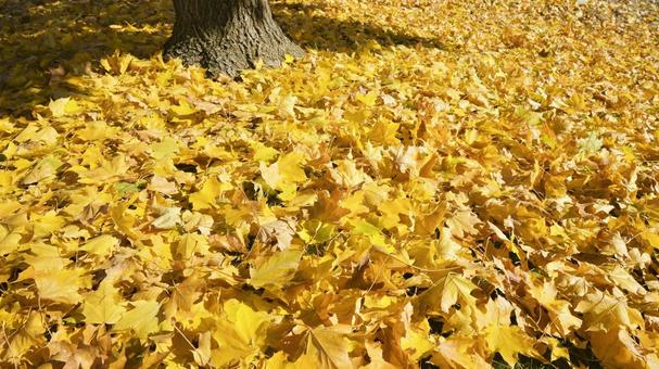 黄色の落ち葉 黄色の落ち葉 メープル,紅葉,葉っぱの写真素材