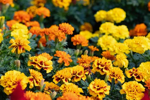 マリーゴールド マリーゴールド,黄,オレンジの写真素材