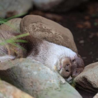 ユーラシアカワウソの寝顔 ユーラシアカワウソの寝顔の写真