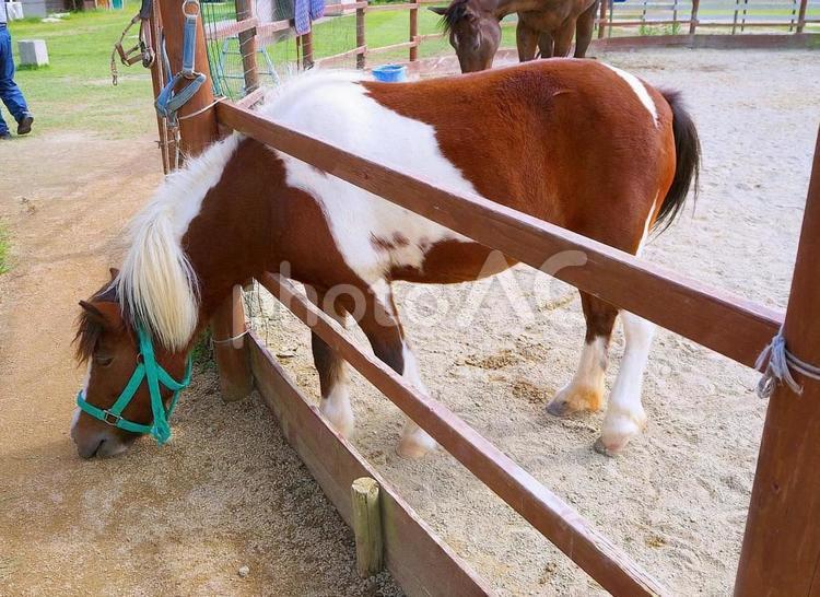 淡路じゃのひれアウトドアリゾート じゃのひれアウトドアリゾート,淡路島,馬の写真素材