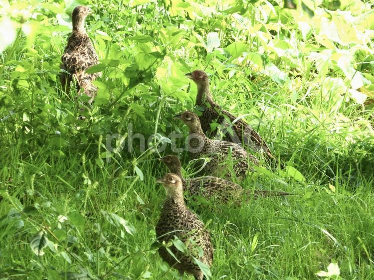 草むらを歩くキジの群れ 鳥,野鳥,キジの写真素材
