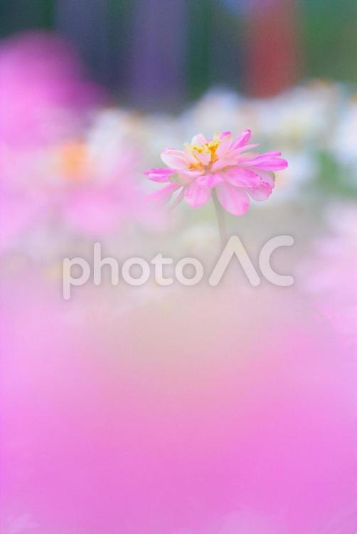 ジニア　百日草　ピンク色の花 ジニア,百日草,ピンクの花の写真素材