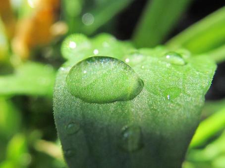 水滴と緑の葉 水滴と緑の葉 水滴,しずく,雨の写真素材