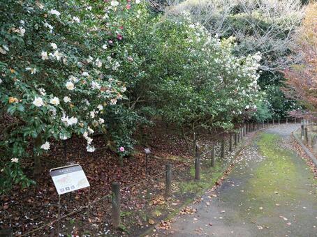 大島公園　山茶花 サザンカ,大島公園,伊豆大島の写真素材