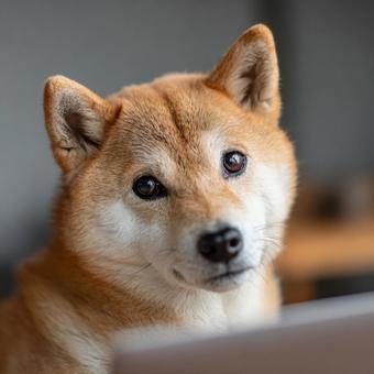 デスクで休む愛らしい柴犬の姿の写真