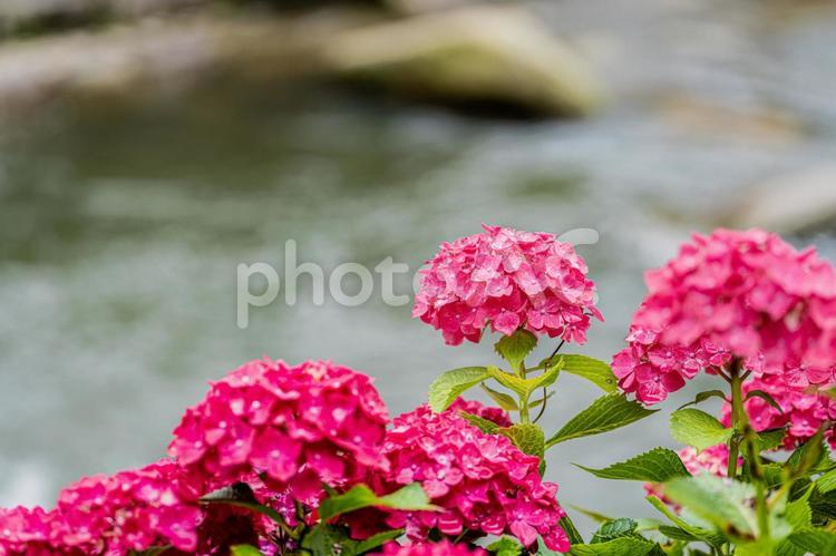 佐賀-【見返りの滝とあじさい】 佐賀,唐津市,見返りの滝の写真素材