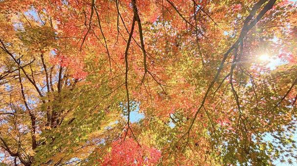 オレンジと赤の紅葉 日差し,太陽,オレンジの写真素材