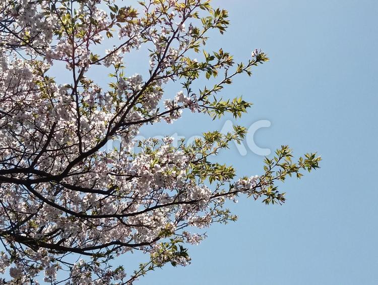 葉桜 葉桜,桜,お花見の写真素材