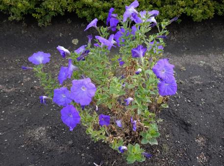 公園の紫の花の写真
