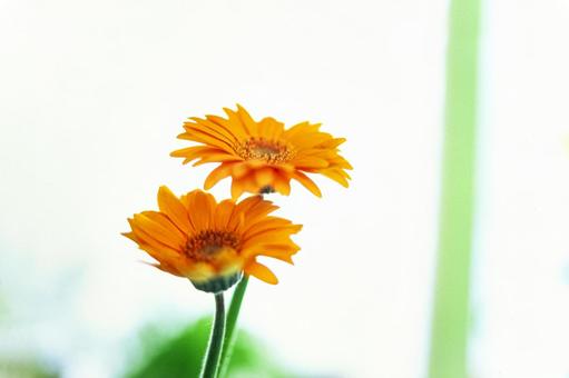 Photo, flower, window, a window, 