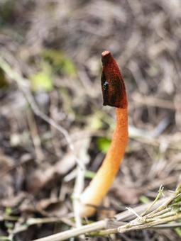 森に立つ朱のきのこ きのこ,菌類,自然の写真素材