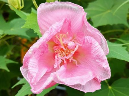 白く咲いてピンク色に変化する酔芙蓉 白く咲いてピンク色に変化する酔芙蓉の写真