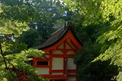 京都府-出雲大神宮-本殿 京都府-出雲大神宮-本殿 出雲大神宮,神社,丹波国の写真素材