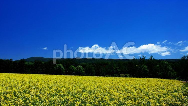 黄色い絶景のお花畑 菜の花畑,田舎,田舎の風景の写真素材