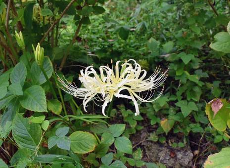 浮いてるように見える彼岸花 浮いてるように見える彼岸花 彼岸花,曼珠沙華,シロバナマンジュシャゲの写真素材