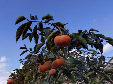 枝に実った柿 柿,フルーツ,果物の写真素材