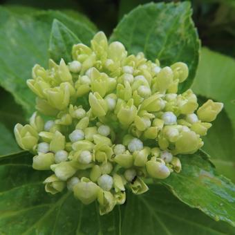 アジサイ(紫陽花) アジサイ(紫陽花)の写真
