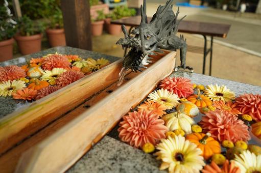 朝の川越市、八幡宮の花手水 朝の川越市、八幡宮の花手水 神社仏閣,神社,川越八幡宮の写真素材