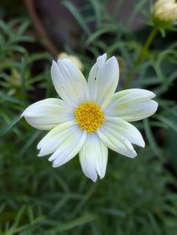 コスモスの花 3 コスモスの花 3 コスモス,黄色,花の写真素材