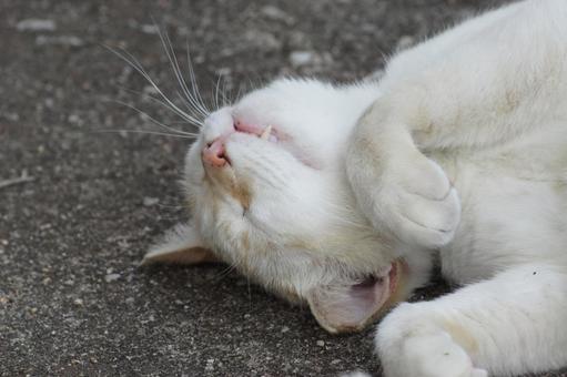 ねこ ねこ にゃんこ,可愛い,野良猫の写真素材