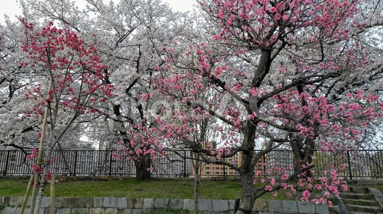 桃と桜の共演2 桃,桜,花の写真素材