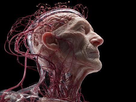 皮膚の下の生命構造 皮膚の下の生命構造の写真