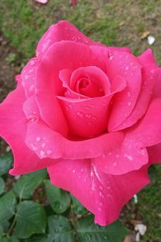 薔薇 薔薇 薔薇,ガーデニング,可憐の写真素材