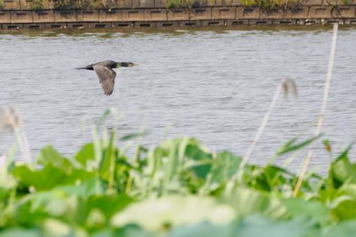 カワウの飛翔⑵ カワウの飛翔⑵の写真
