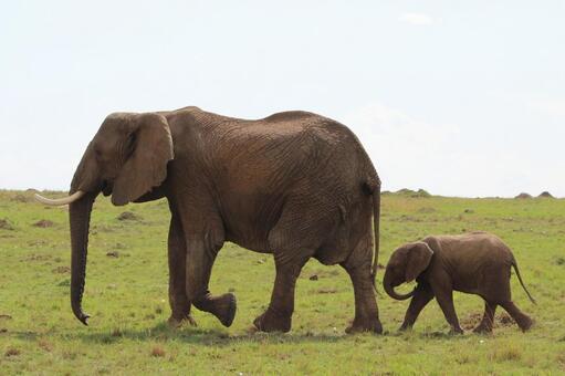 ゾウの親子 アフリカ,ゾウ,アフリカゾウの写真素材
