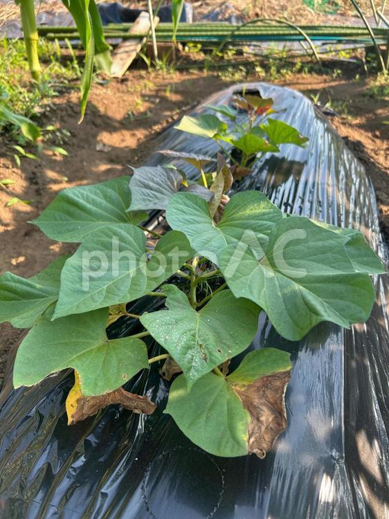 市民農園のさつまいもの栽培 さつまいも,安納芋,食べ物の写真素材