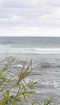 海岸のすすきの穂　秋の海 秋,海,海岸の写真素材