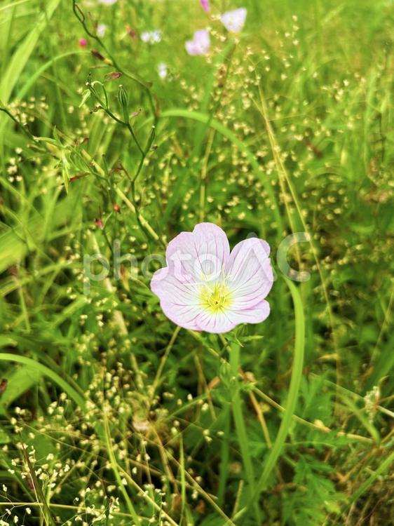 草むらに咲くヒルザキツキミソウ ヒルザキツキミソウ,草むら,薄ピンクの写真素材