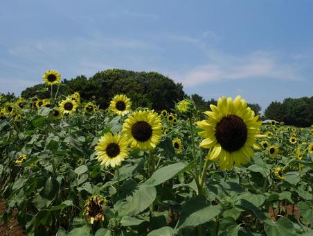 ひまわり畑 ひまわり畑 ひまわり,ひまわり畑,夏の花の写真素材
