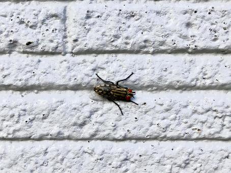 壁に止まる　イエバエ ハエ,蝿,イエバエの写真素材