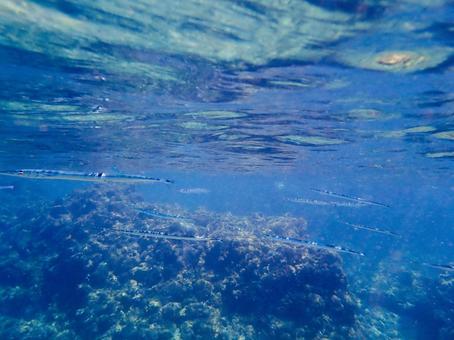 オキザヨリ オキザヨリ オキザヨリ,ダツ,海面の写真素材