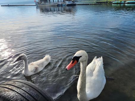 白鳥 白鳥の写真