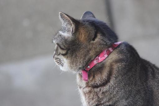 ねこ ねこ にゃんこ,可愛い,野良猫の写真素材