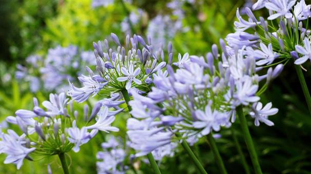 Agapanthus-194, JPG