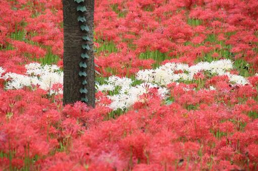 ヒガンバナ ヒガンバナの写真