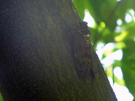 アブラゼミ002 アブラゼミ,昆虫,夏休みの写真素材