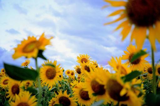 夏の空とひまわり 夏の空とひまわりの写真