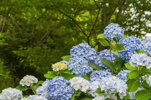 青空に映える紫陽花 青空に映える紫陽花の写真