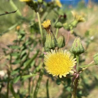 日本たんぽぽ 景色,花,畑の写真素材