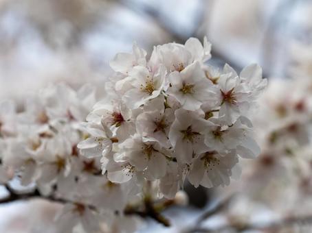 桜 桜の写真