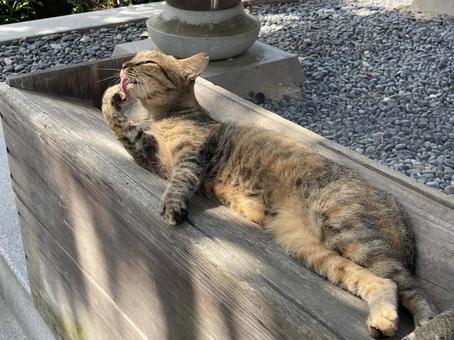 賽銭箱の上で毛繕いする猫 賽銭箱の上で毛繕いする猫 猫,ネコ,賽銭の写真素材