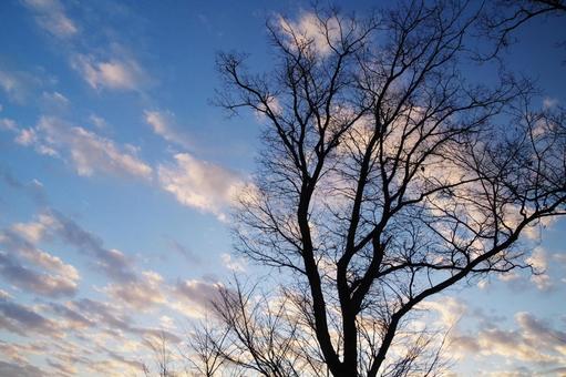 空と木 空と木 空,雲,朝焼けの写真素材